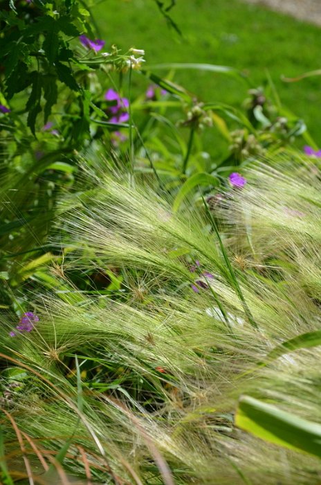 Hordeum jubatum (2)